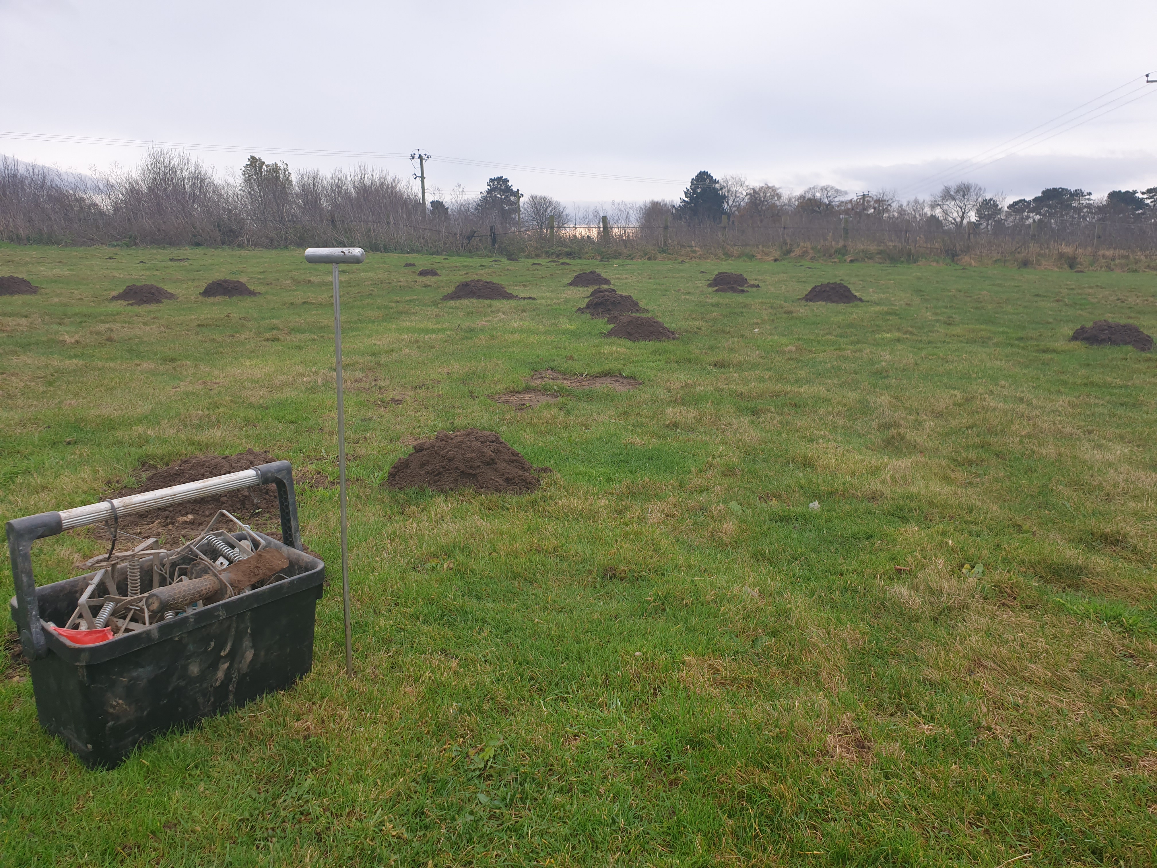 Mole trapping field
